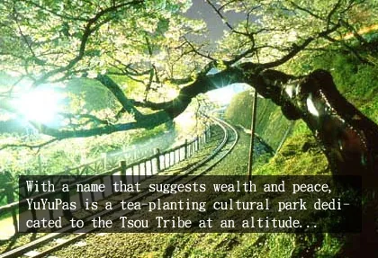 A Stargazing Trip to Alishan: Love is Here